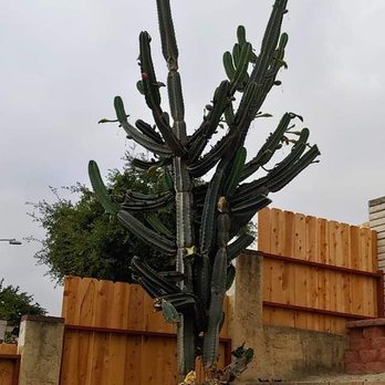 All Access Tree Care - Tree Services Near Me - El Cajon, California