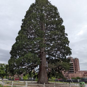 St. Luke's Sequoia Tree - St. Luke's Sequoia Tree, Boise - Local Flavor Near Me - Boise, Idaho St. Luke's Sequoia Tree - St. Luke's Sequoia Tree, Boise - Local Flavor Near Me - Boise, Idaho