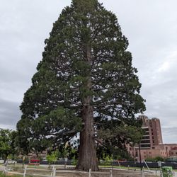 St. Luke's Sequoia Tree - St. Luke's Sequoia Tree, Boise