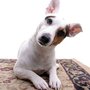 Photo of Carpet Cleaning Of Burleson