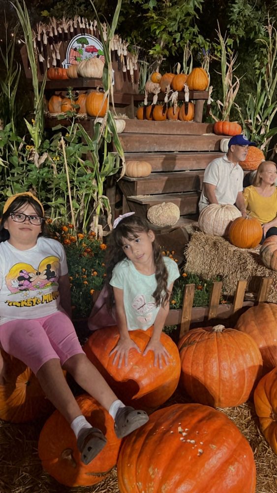 LIVE OAK CANYON PUMPKIN PATCH AND CHRISTMAS TREE FARM 1339 Photos
