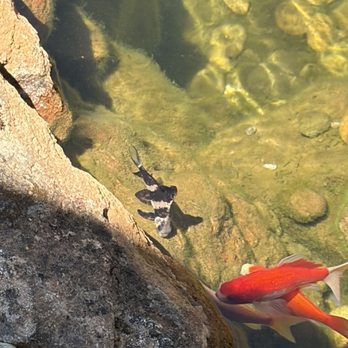 Aqua Life Aquarium - Aquarium Services Near Me - Rocklin, California