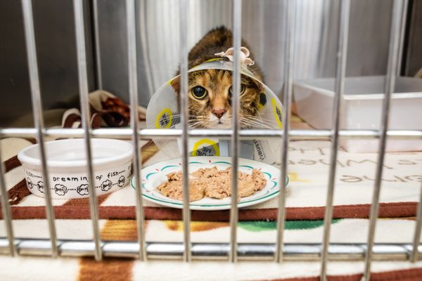 Millington Animal Hospital 4637 Navy Rd Millington Tn Veterinarians Mapquest