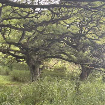 Kualoa Ranch - Tours Near Me - Kaneohe, Hawaii