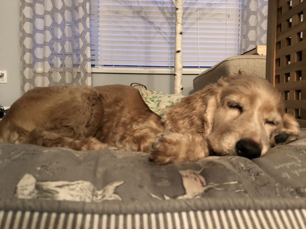 COQUITLAM ANIMAL HOSPITAL Updated October 2024 31 Photos & 21