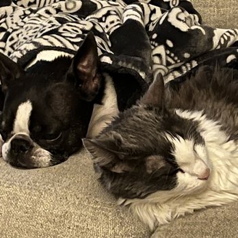 UrgentVet - Veterinarians Near Me - Cypress, Texas