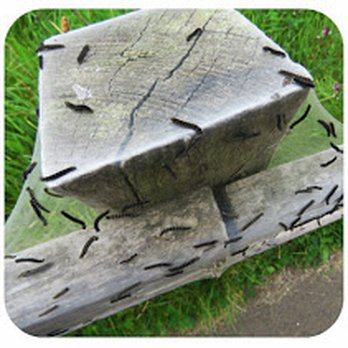 Giant's Causeway - Caterpillars - Landmarks & Historical Buildings Near Me - Bushmills, MYL