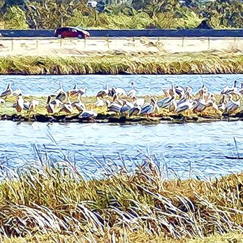 Waterbird Regional Preserve - Waterbird Regional Preserve - Parks Near Me - Martinez, California Waterbird Regional Preserve - Waterbird Regional Preserve - Parks Near Me - Martinez, California