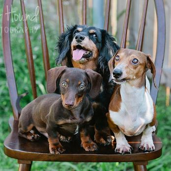 Shutter Hound Pet Photography - Pet Photography Near Me Shutter Hound Pet Photography - Pet Photography Near Me