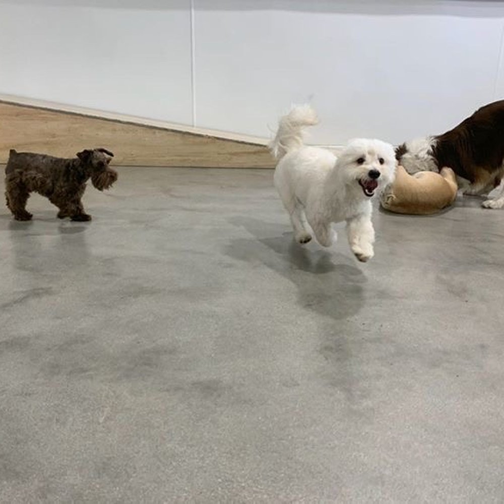 Dogdrop - Pet Sitting Near Me - Los Angeles, California Dogdrop - Pet Sitting Near Me - Los Angeles, California