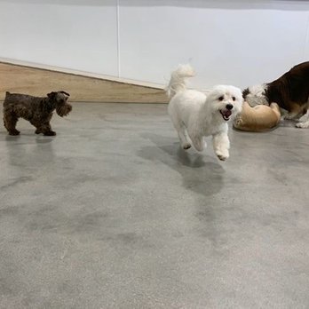 Dogdrop - Pet Sitting Near Me - Los Angeles, California