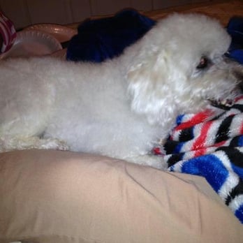 Magic Mirror Pet Grooming - this dog walked in looking brown...nice white... - Pet Groomers Near Me - Lancaster, California