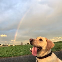 A nice dog park!!!