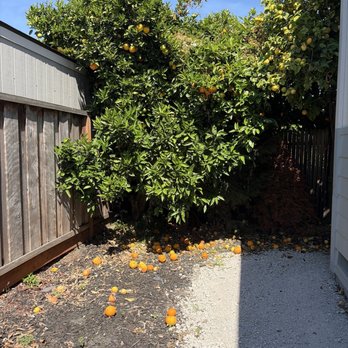 JG Tree Care - Before photo - Tree Services Near Me