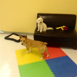 Yippee! Doggy Daycare