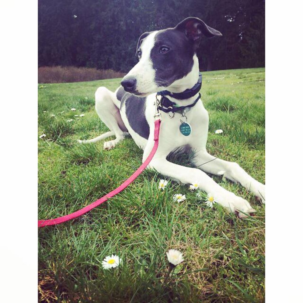 Canine Conversations  - Dobby the Whippet. Cheryl turned him into a very well-mannered boy! - Pet Training Near Me