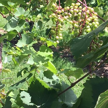 Benmarl Winery - Grapes - Wineries Near Me - Marlboro, New York Benmarl Winery - Grapes - Wineries Near Me - Marlboro, New York