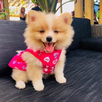 Miami's Puppies - Pomeranian - Pet Stores Near Me - Miami, Florida Miami's Puppies - Pomeranian - Pet Stores Near Me - Miami, Florida
