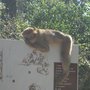 Photo of Forêt des Singes