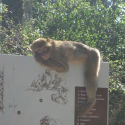 Forêt des Singes