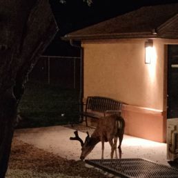 Deer