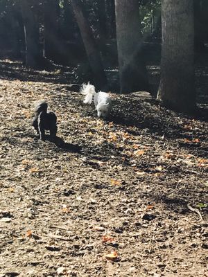 sweat mountain dog park
