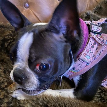 Just Dog People - Pet Groomers Near Me - Garner, North Carolina Just Dog People - Pet Groomers Near Me - Garner, North Carolina