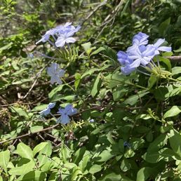 Blue Plumbago Blue Plumbago
