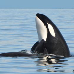 Ocean Ecoventures Whale Watching - T123 spy hopping