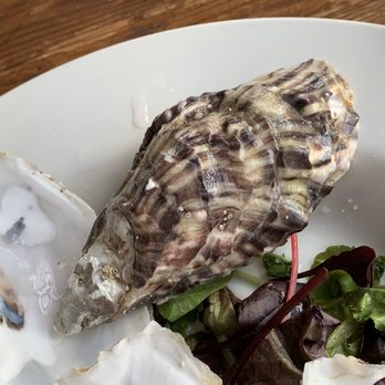 Copper Clam - Seafood Near Me - Brighton, BNH Copper Clam - Seafood Near Me - Brighton, BNH