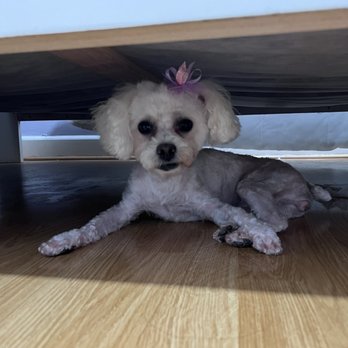 Classy Canine's Wiggle Rumps - After - Pet Groomers Near Me - Castrovalley, California