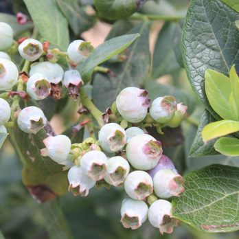 Temecula Berry - Farms Near Me - Temecula, California