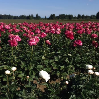 Adelman Peony Gardens - Nurseries & Gardening Near Me - Salem, Oregon