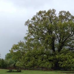 Lawrenceville Smiles - Michael Scalia, DDS - The 275 year old "Brearley Oak" on which our logo is based.