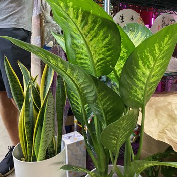 Rainbow - Nurseries & Gardening Near Me - Rosemead, California Rainbow - Nurseries & Gardening Near Me - Rosemead, California
