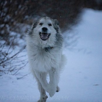 Powerline Pass Trail - dogs love this trail - Hiking Near Me - Anchorage, Alaska