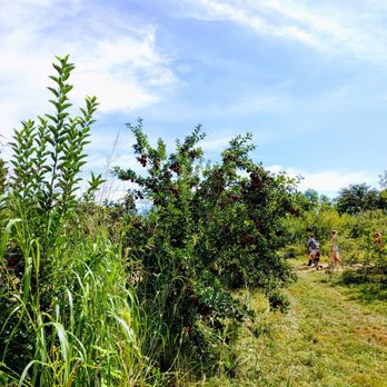 Irons Fruit Farm - Apple orchard - Fruits & Veggies Near Me - Lebanon, Ohio