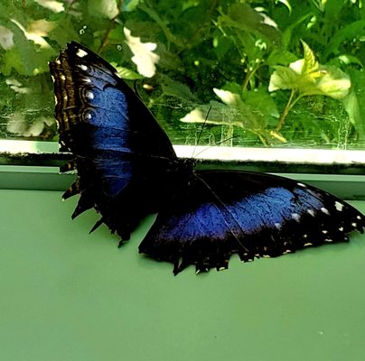 Wings of Mackinac by null