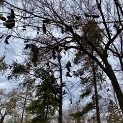 Kinsmen Pitch 'n' Putt Golf Course - Shoe tree
