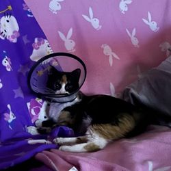 Sahuaro Vista Veterinary Clinic - post surgery