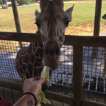 Alabama Safari Park - Zoos Near Me - Hope Hull, Alabama