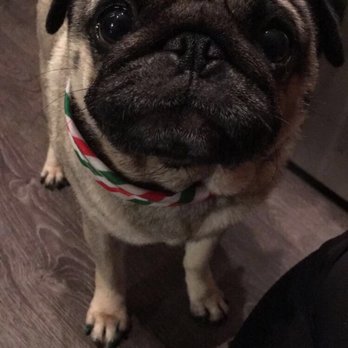Petco - My pug after her grooming appointment with Jessica. She smells like sugar cookies and has her nails painted Christmas colors. - Pet Stores Near Me - Charlotte, North Carolina Petco - My pug after her grooming appointment with Jessica. She smells like sugar cookies and has her nails painted Christmas colors. - Pet Stores Near Me - Charlotte, North Carolina