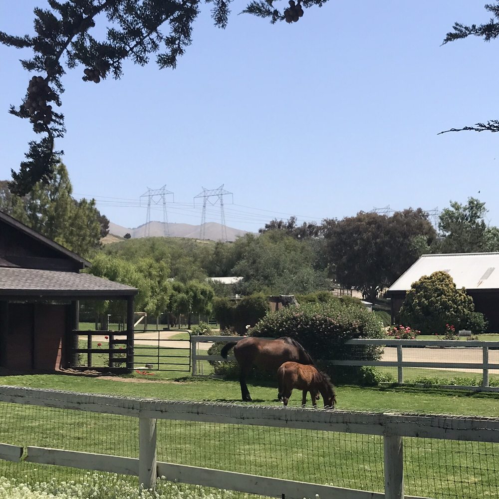 Varian Arabians - Baby with her mommy - Horse Boarding Near Me - Arroyo Grande, California