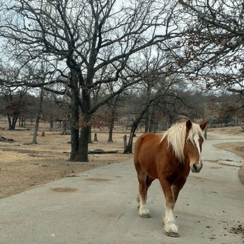 Arbuckle Wilderness - Very awesome horses on the property - Zoos Near Me - Davis, Oklahoma Arbuckle Wilderness - Very awesome horses on the property - Zoos Near Me - Davis, Oklahoma