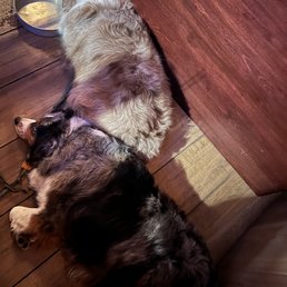 Space at end of corner booth where the dogs could lay down Space at end of corner booth where the dogs could lay down