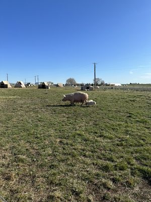 Buckshot Honey by null