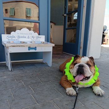 Sunset Cliffs Animal Hospital - Rocky had a personal friendship with the ladies at Crystal Pier (and the snack bowl) - Veterinarians Near Me - San Diego, California Sunset Cliffs Animal Hospital - Rocky had a personal friendship with the ladies at Crystal Pier (and the snack bowl) - Veterinarians Near Me - San Diego, California