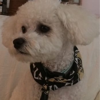 Pet Clips - Pet Groomers Near Me - Aurora, Colorado