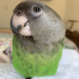 Birb said he likes his birb and human friends at Birds & B's.