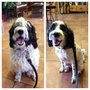 Photo of And Toto Too Grooming